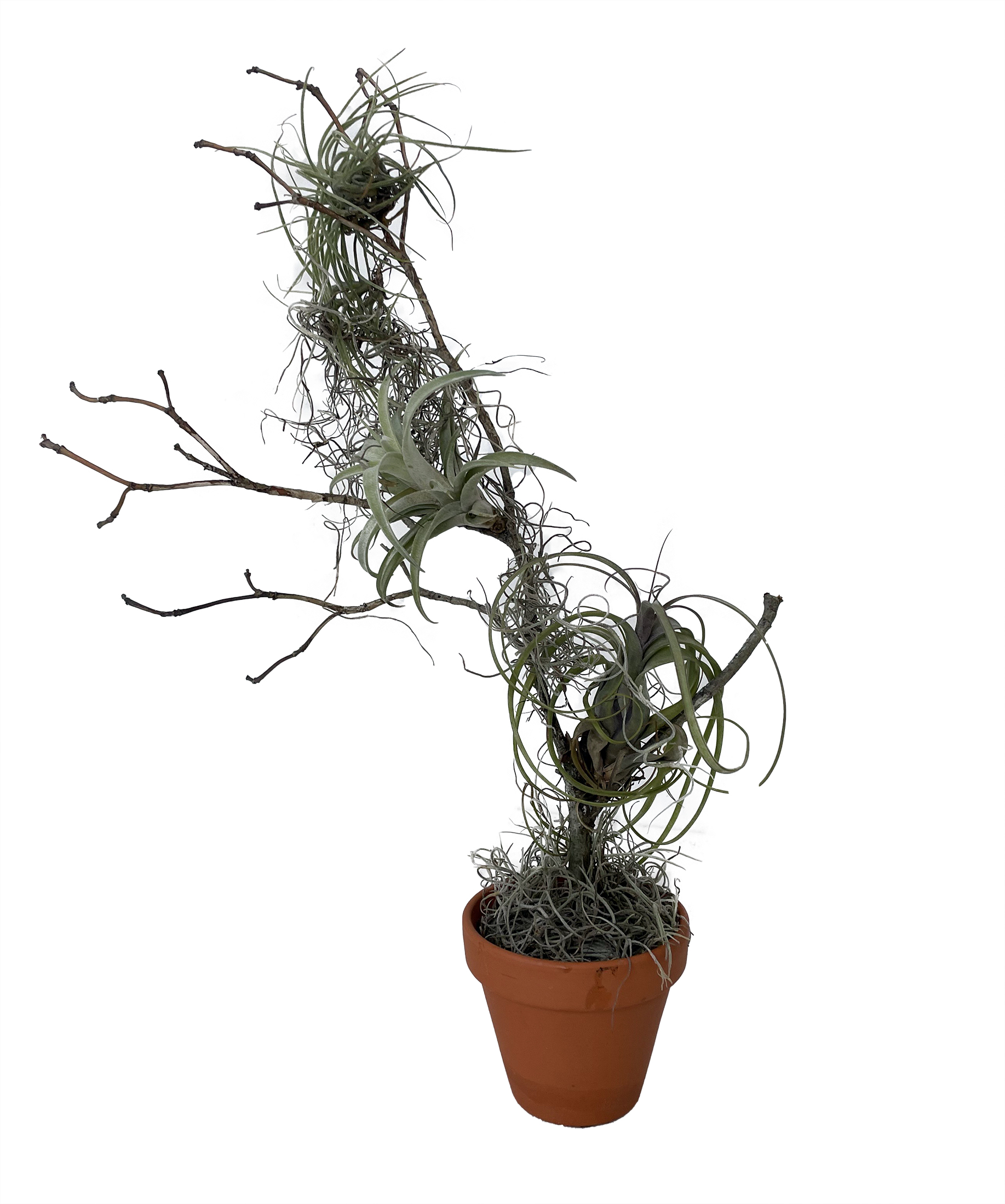 Living Tillandsia Tree 3 Live Airplants on Maple Branch & Spanish Moss
