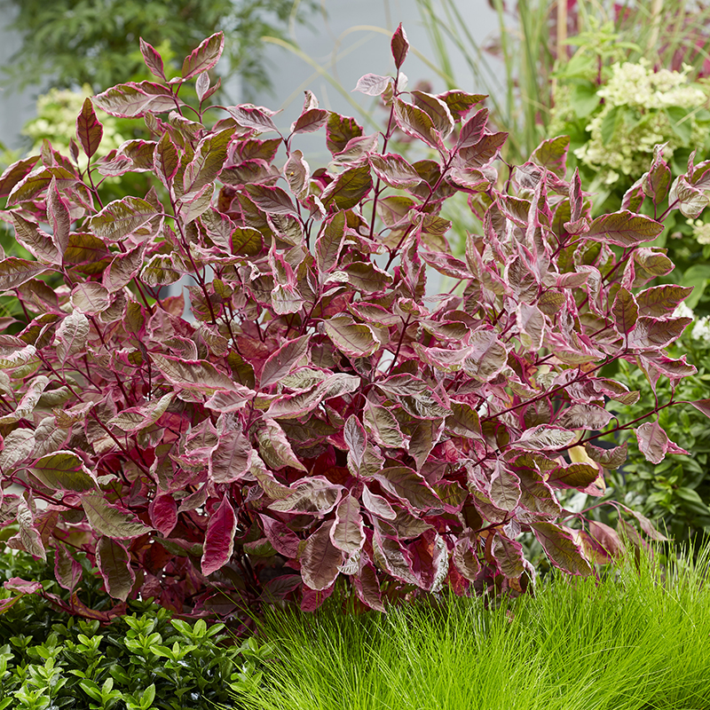 Proven Winners Cornus alba Sgt. Pepper - Thumbnail 2