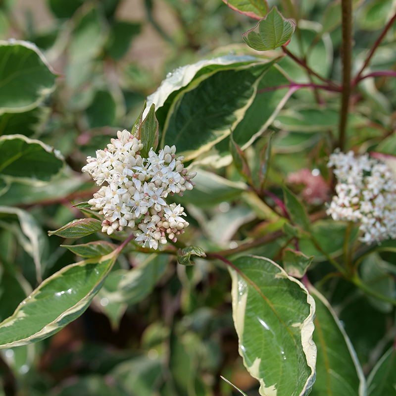 Proven Winners Cornus alba Sgt. Pepper - Thumbnail 3