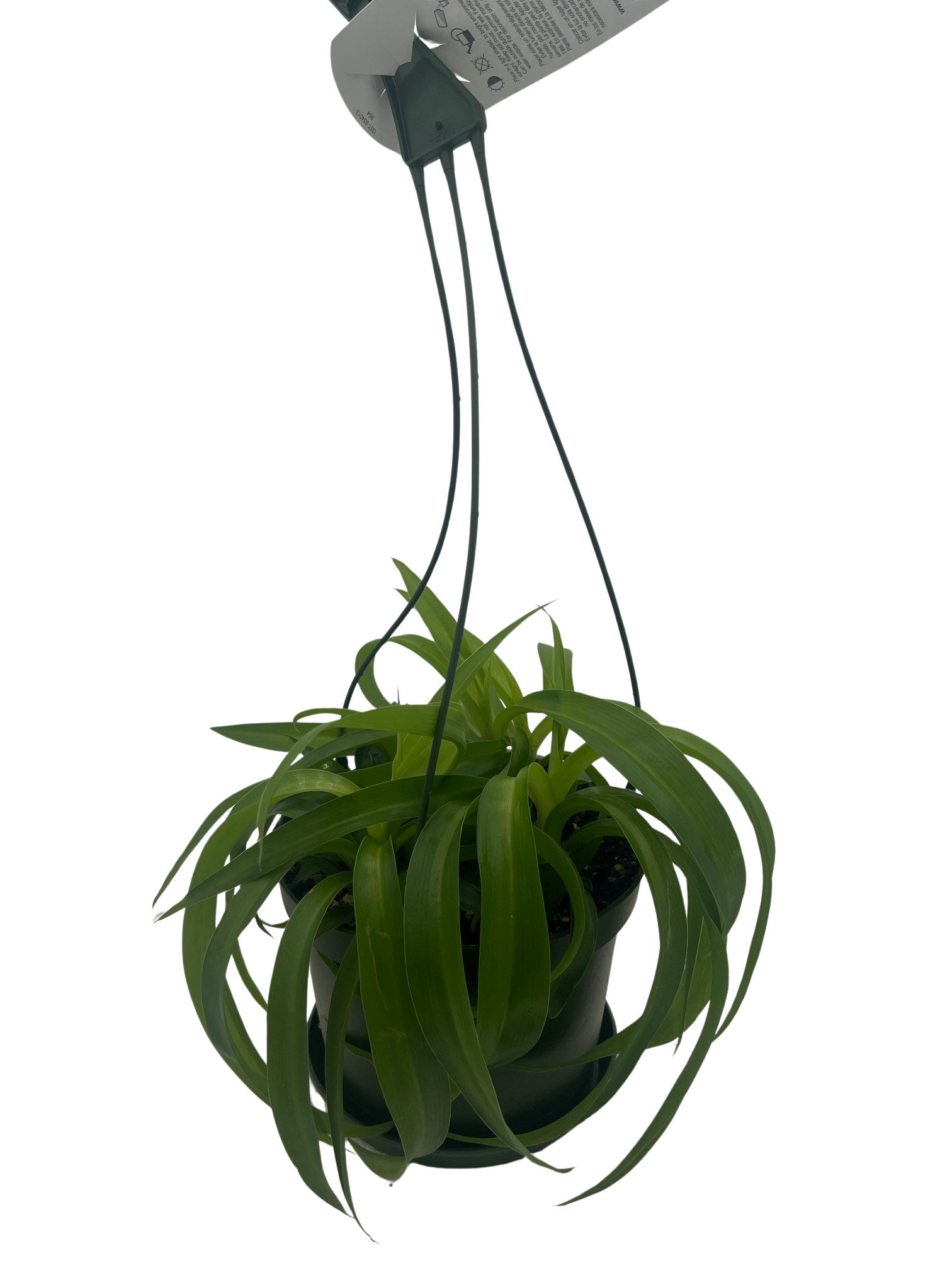 Green Bonnie Curly Spider Plant Cleans the Air - 6