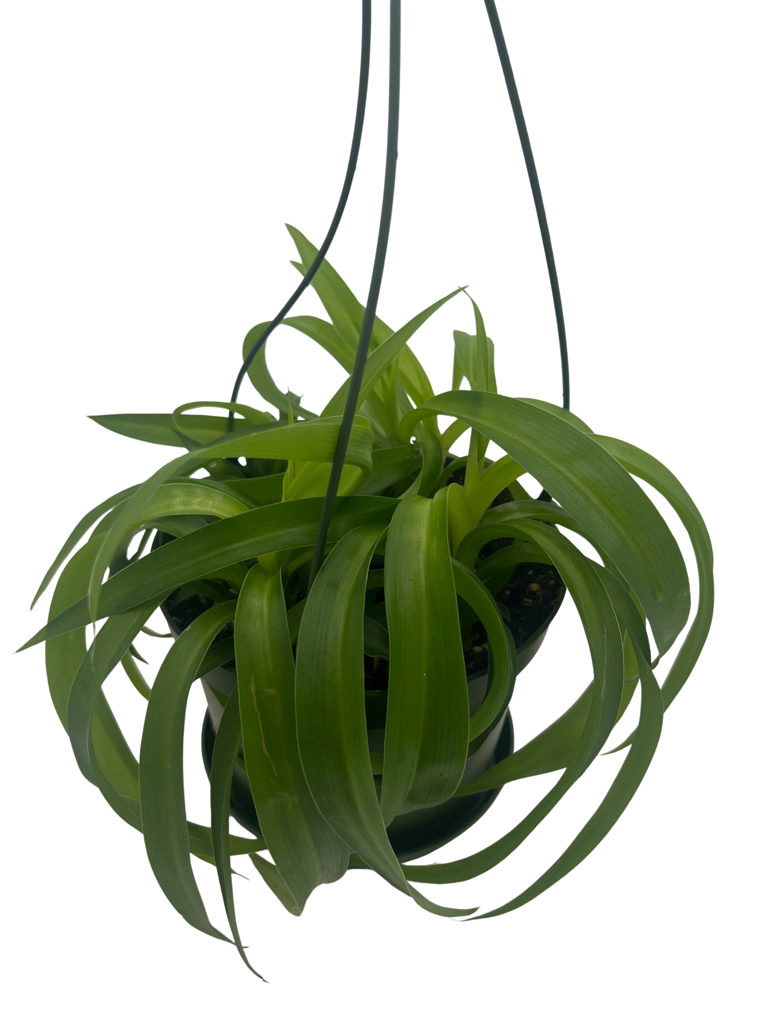 geometric plant pots Geometric Matte Pot 4