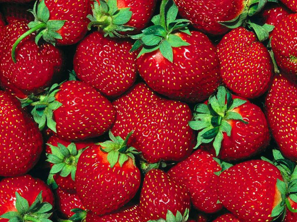 リリパットレーン479☆Strawberry Fields Alexandria Strawberry - 25 Plants - Fragaria - Hirt's Gardens