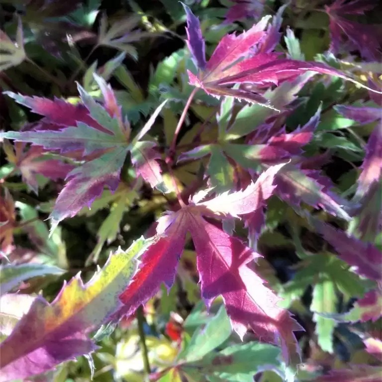 METAMORPHOSA®-Japanese Maple- Acer palmatum- 4" pot - Proven Winners ...