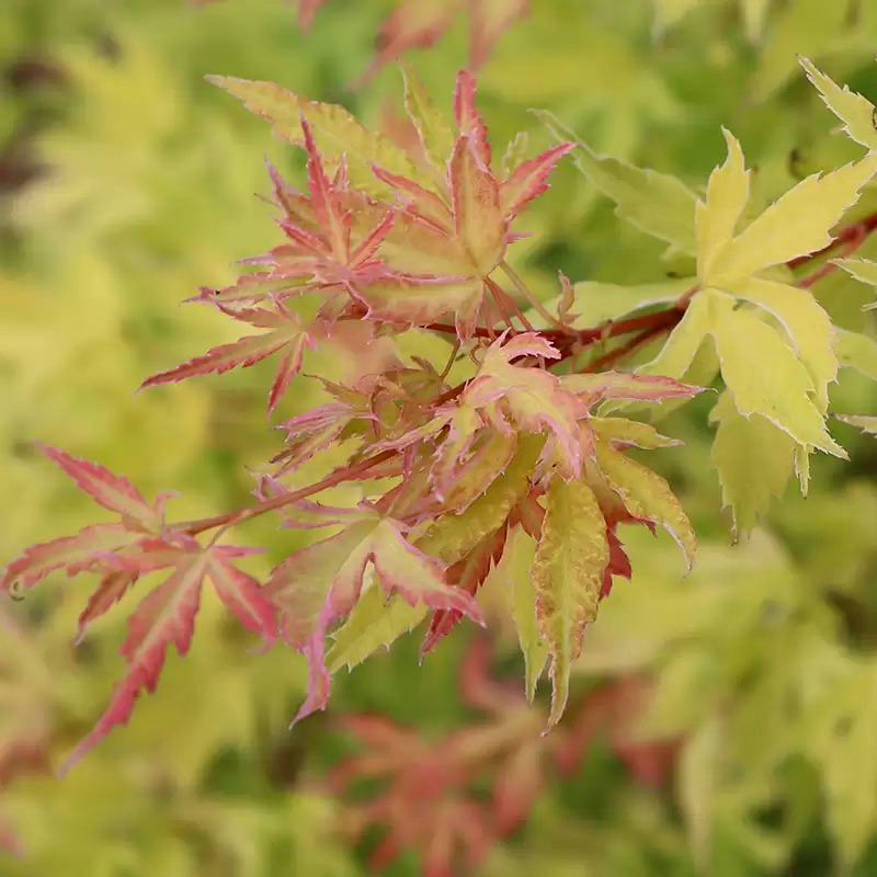 METAMORPHOSA®-Japanese Maple- Acer palmatum- 4" pot - Proven Winners ...