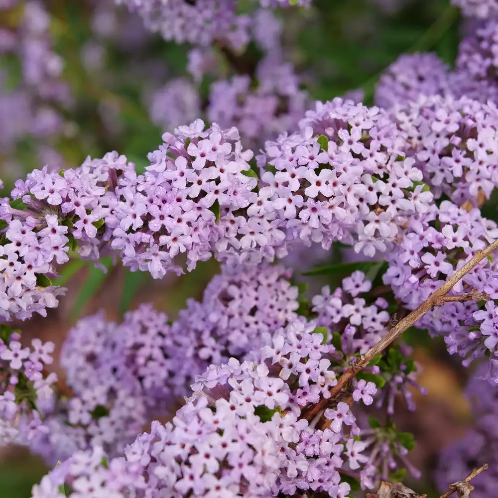 Proven Winners Mop Top Fountain Butterfly Bush - Thumbnail 3