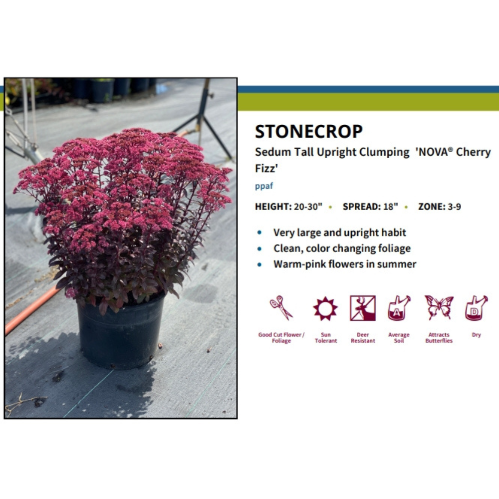 Nova Cherry Fizz Stonecrop -Perennial - Sedum - 3
