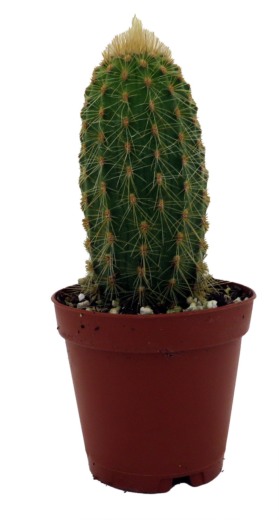 Golden Torch Cactus-Vatricania Guentheri- 2
