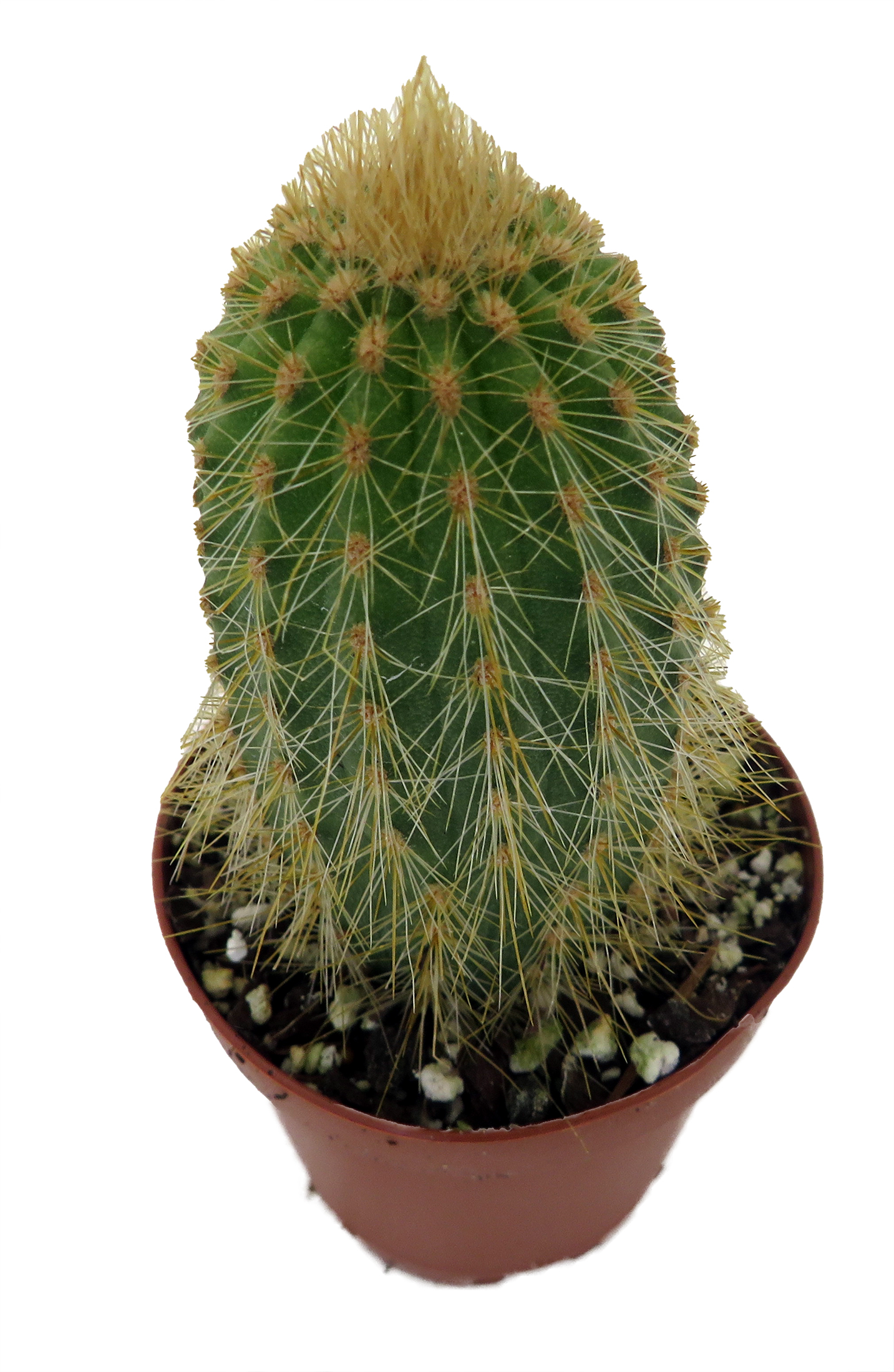 Golden Torch Cactus-Vatricania Guentheri- 2
