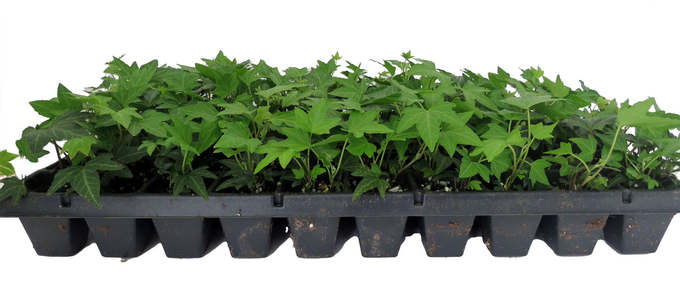 Needlepoint Hedera Ivy 48 Plants - Hardy Groundcover -1 3/4" Pots