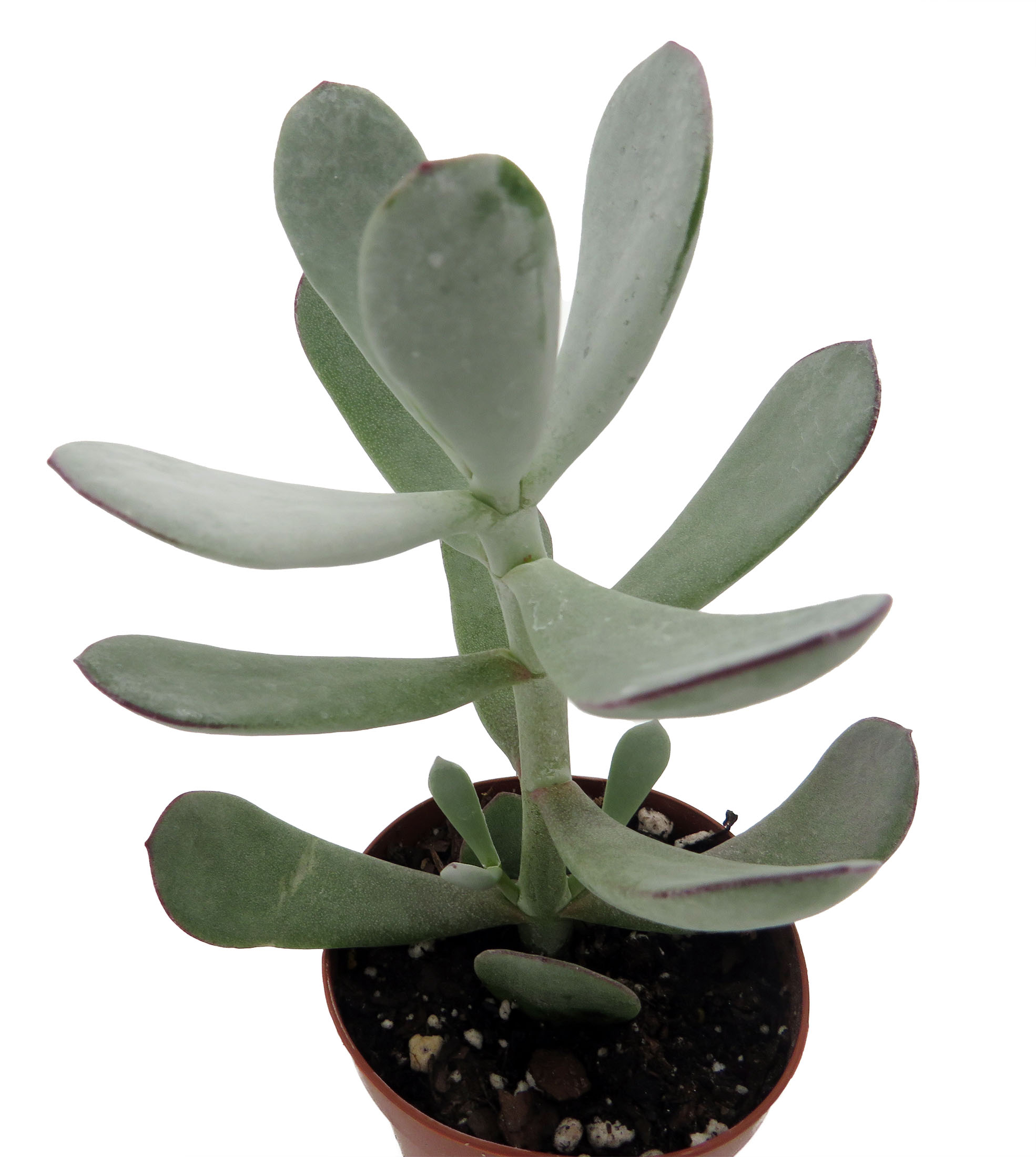 stained glass succulent Aloe Vera Stained Glass Succulent Stake Plant Only main image 1