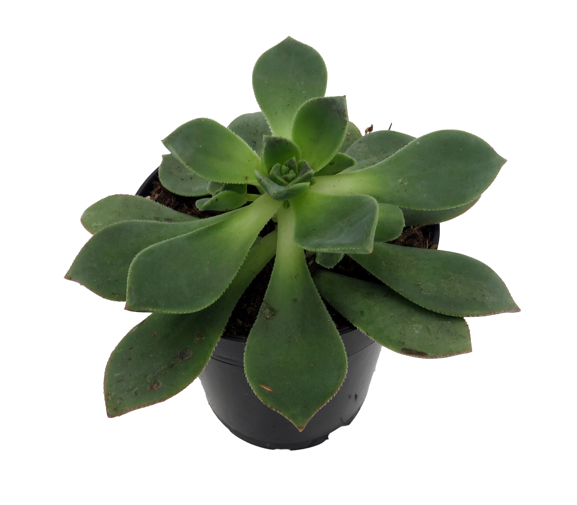 Pinwheel Succulent - Aeonium - House Plant - 3.5" Pot - Hirt's Gardens