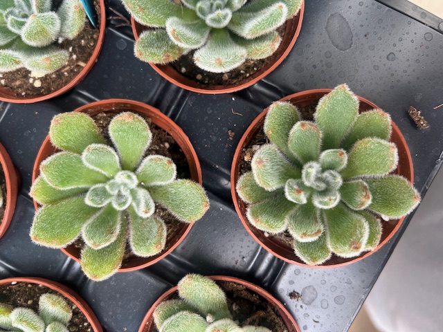 Firecracker Succulent Plant - Echeveria setosa - 2.5