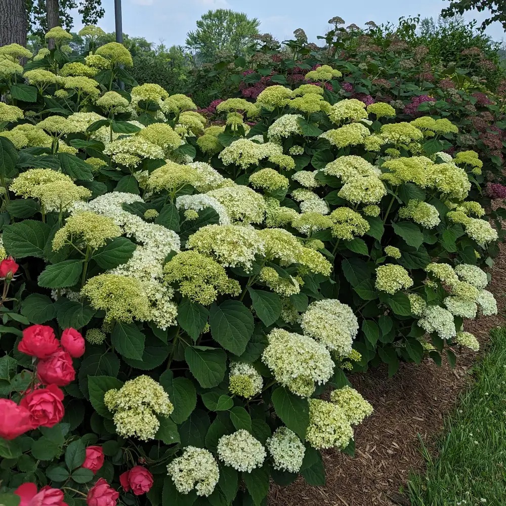 Hydrangea - Aquilegia プロト Snowflake Oakleaf Hydrangea For Sale Online | The Tree Center