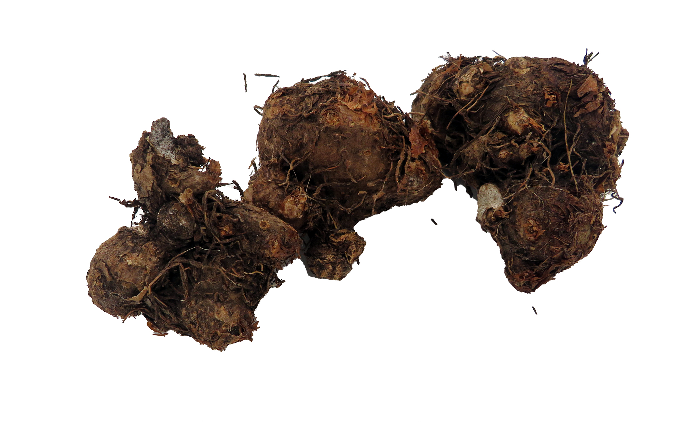 fermented plant extract Fermented Plant Extracts: Liquid Pumpkin Extract
