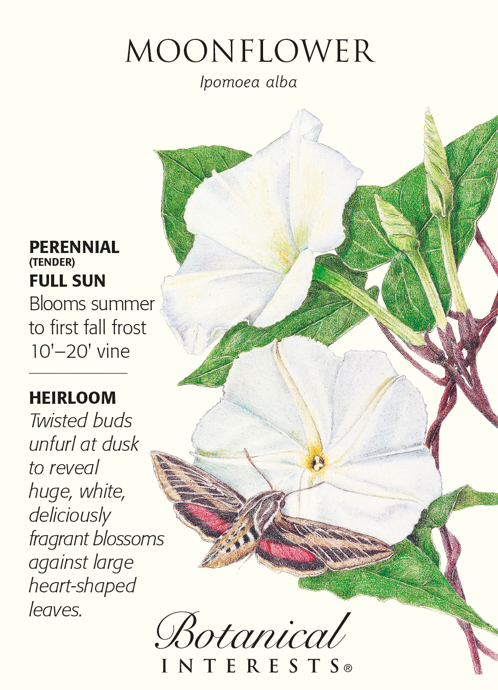 Moonflower Seeds - 5 grams - Ipomoea