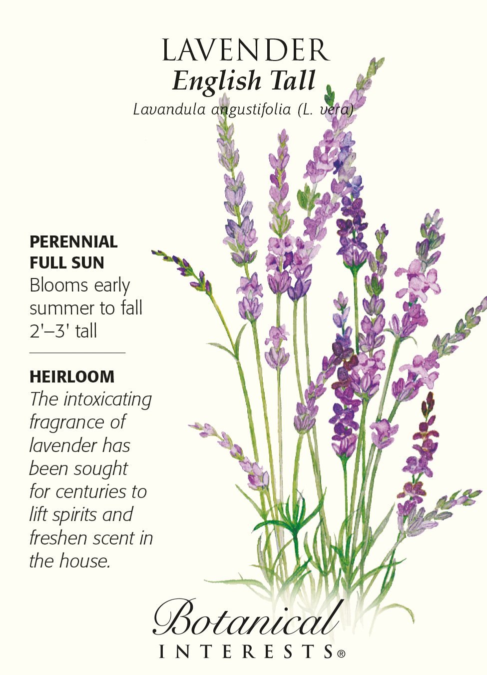 English Tall Lavender Seeds - 250 mg - Lavendula - Hirt's Gardens