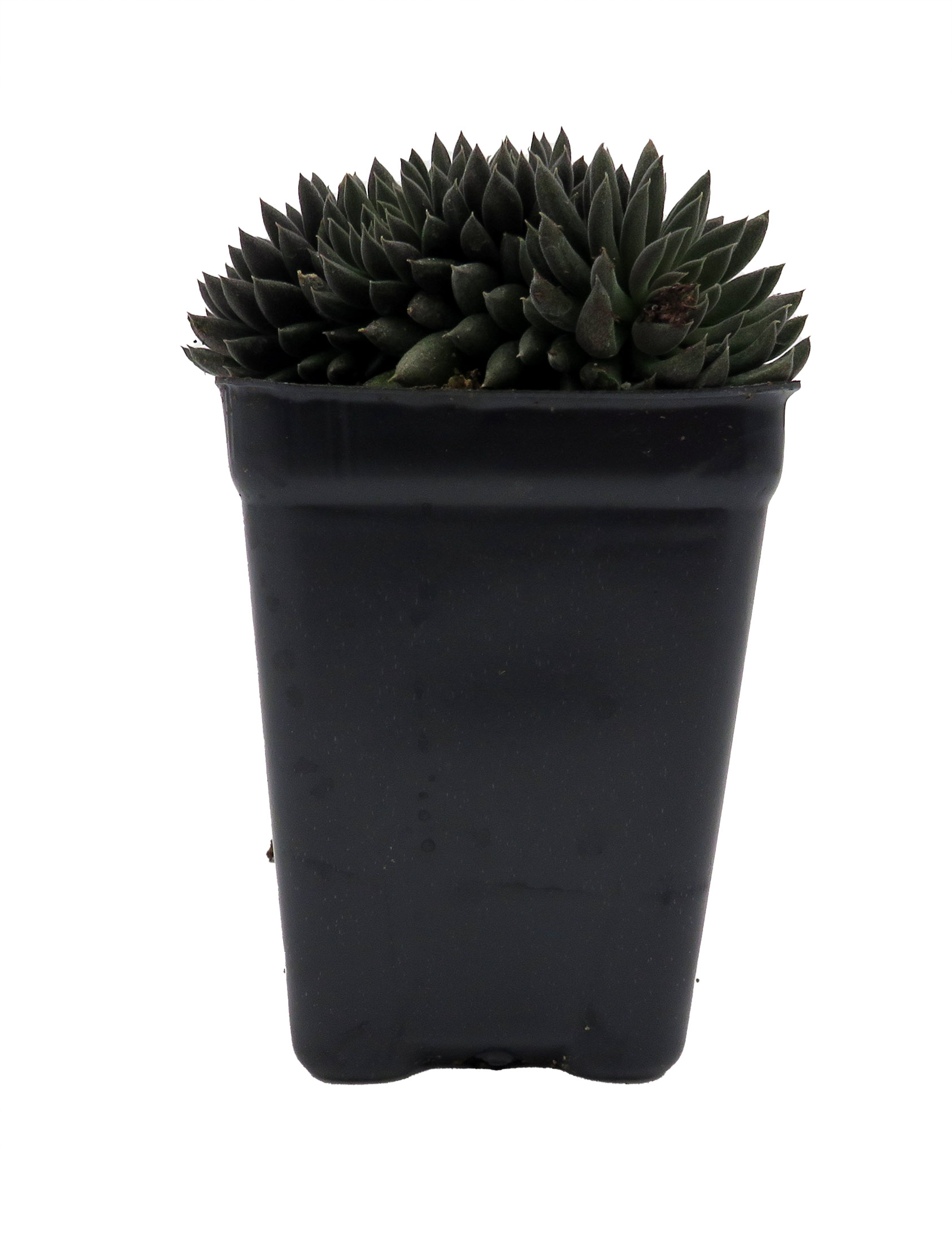 bulk wildflower seed Bulk All Perennial Wildflower Seed Mix main image 0