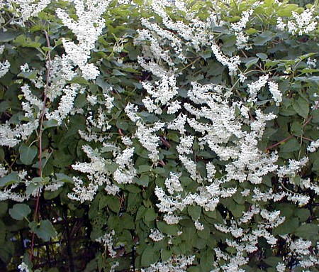 Silver Lace Vine - Polygonum aubertii - 2.5" Pot - Hirt's Gardens