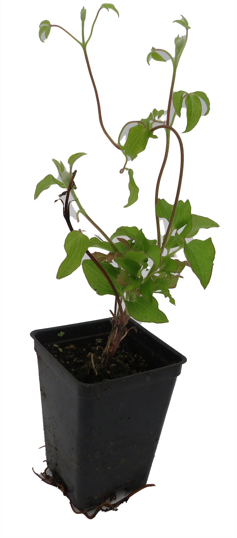 Dr. Ruppel Clematis Vine - 2.5" Pot - Perennial - Hirt's Gardens