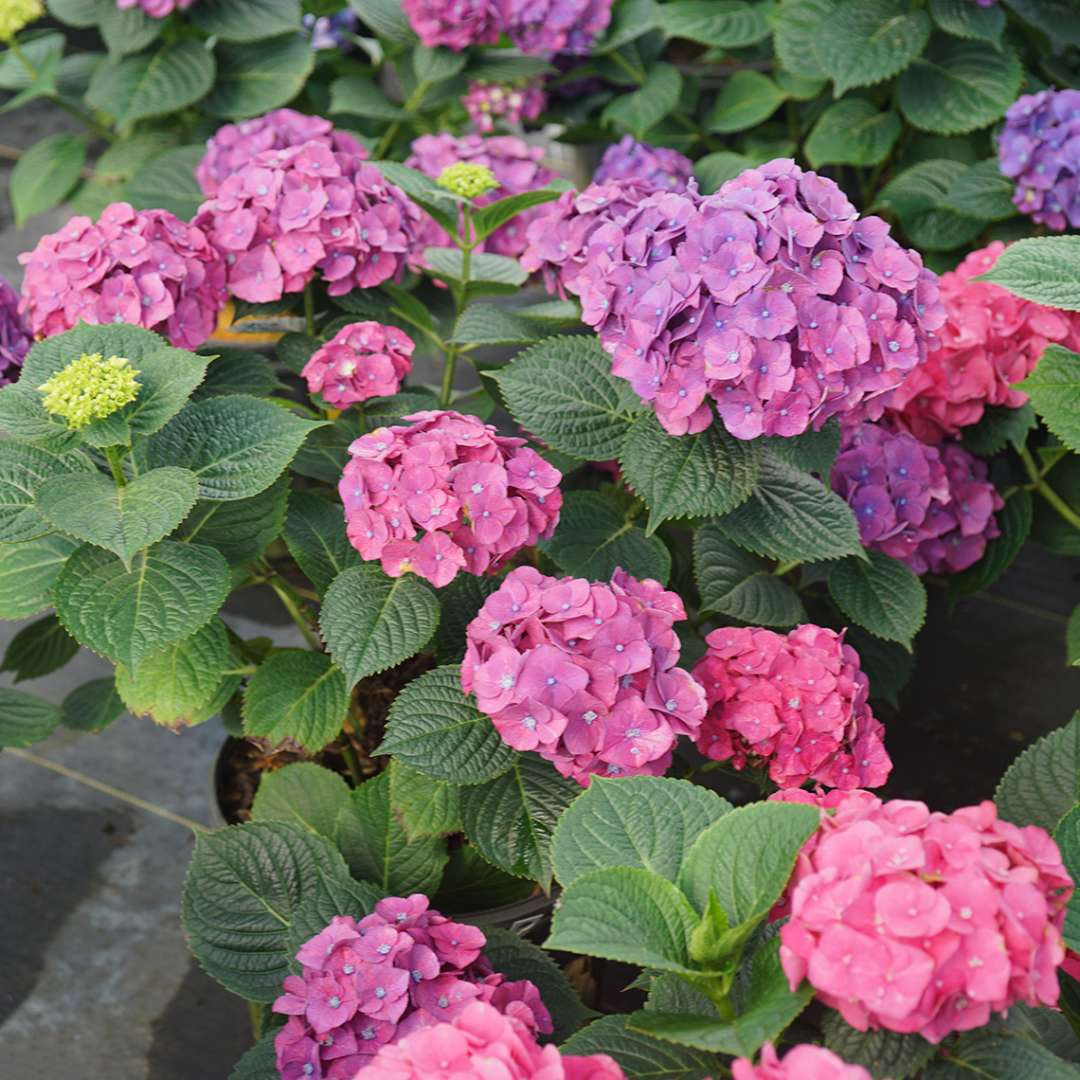 LET'S DANCE BIG BAND® PPAF Hydrangea Bush - Proven Winners - 4