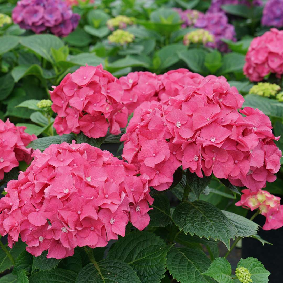 LET'S DANCE BIG BAND® PPAF Hydrangea Bush - Proven Winners - 4