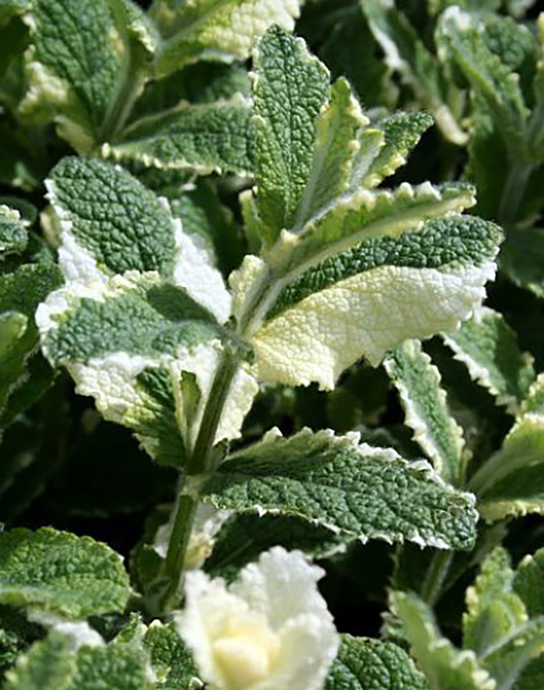 Variegated Pineapple Mint - Mint Sauces, Fruit Salad -3" Pot - Live Plant -  Hirt's Gardens