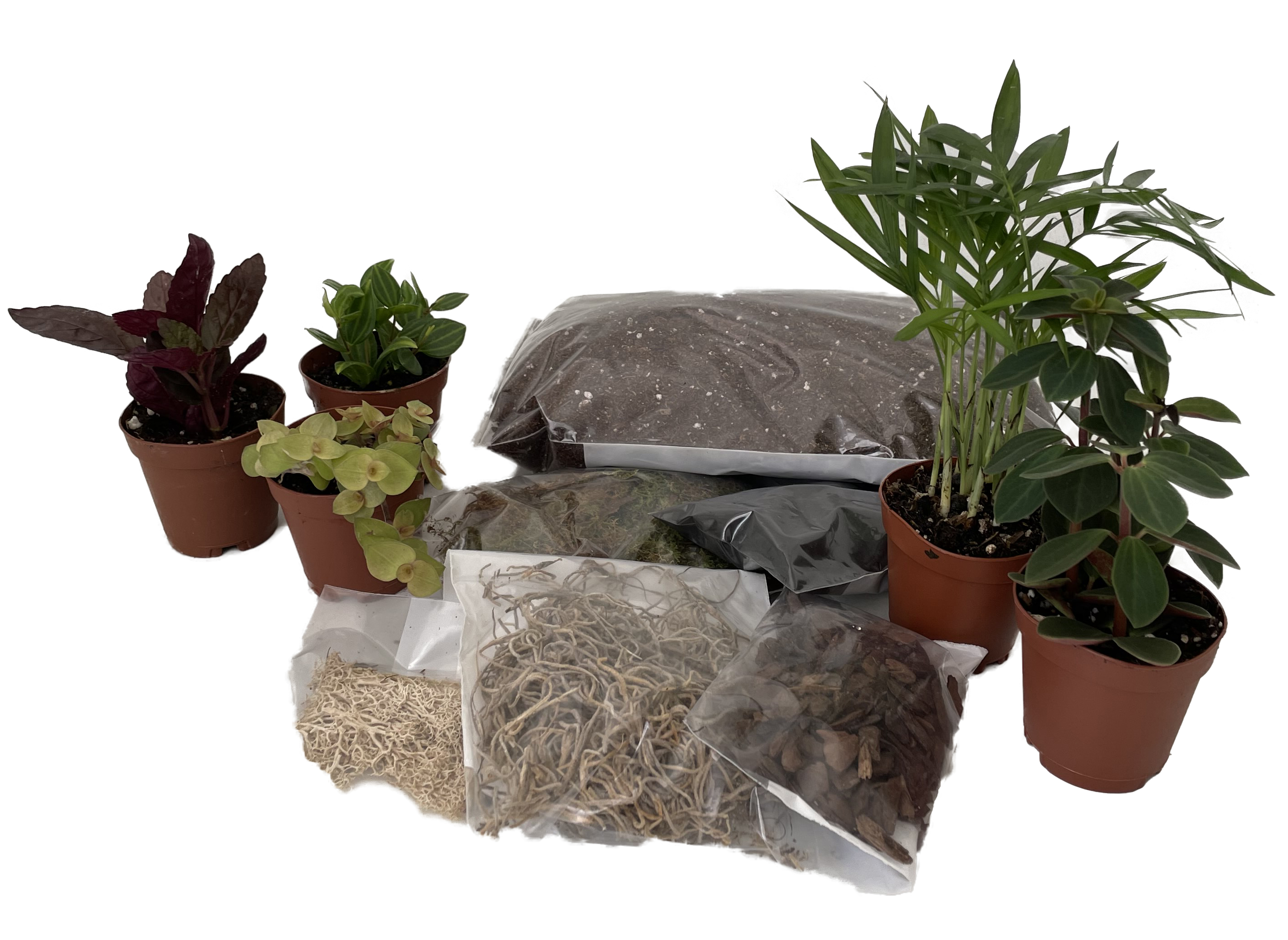 Hirt's Terrarium Kit with 5 Terrarium Plants in 2" Pots - Hirt's Gardens