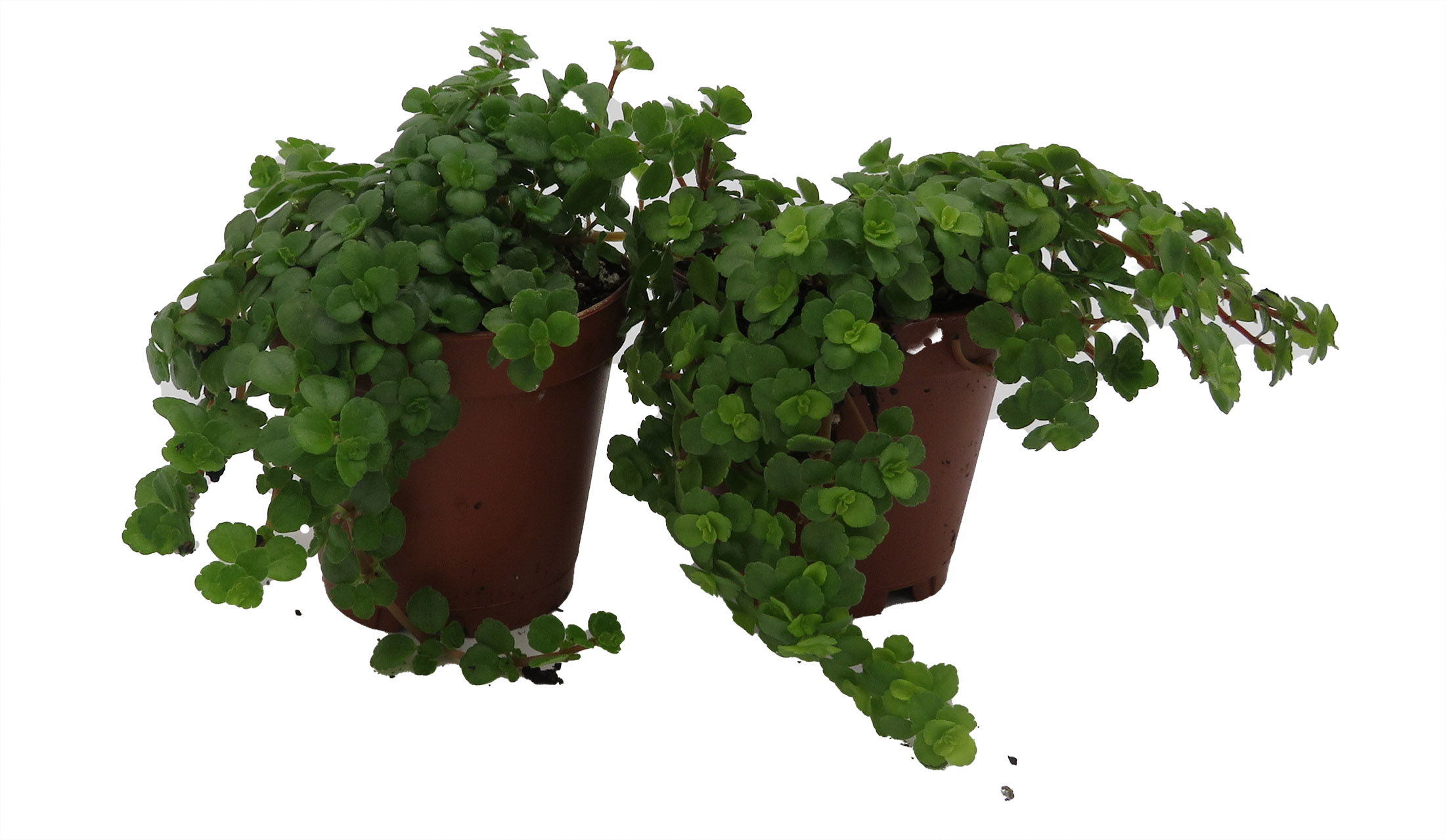 Baba Tea Räta Tiny Tears Baby Tears - Pilea depressa - 2 Plants 2