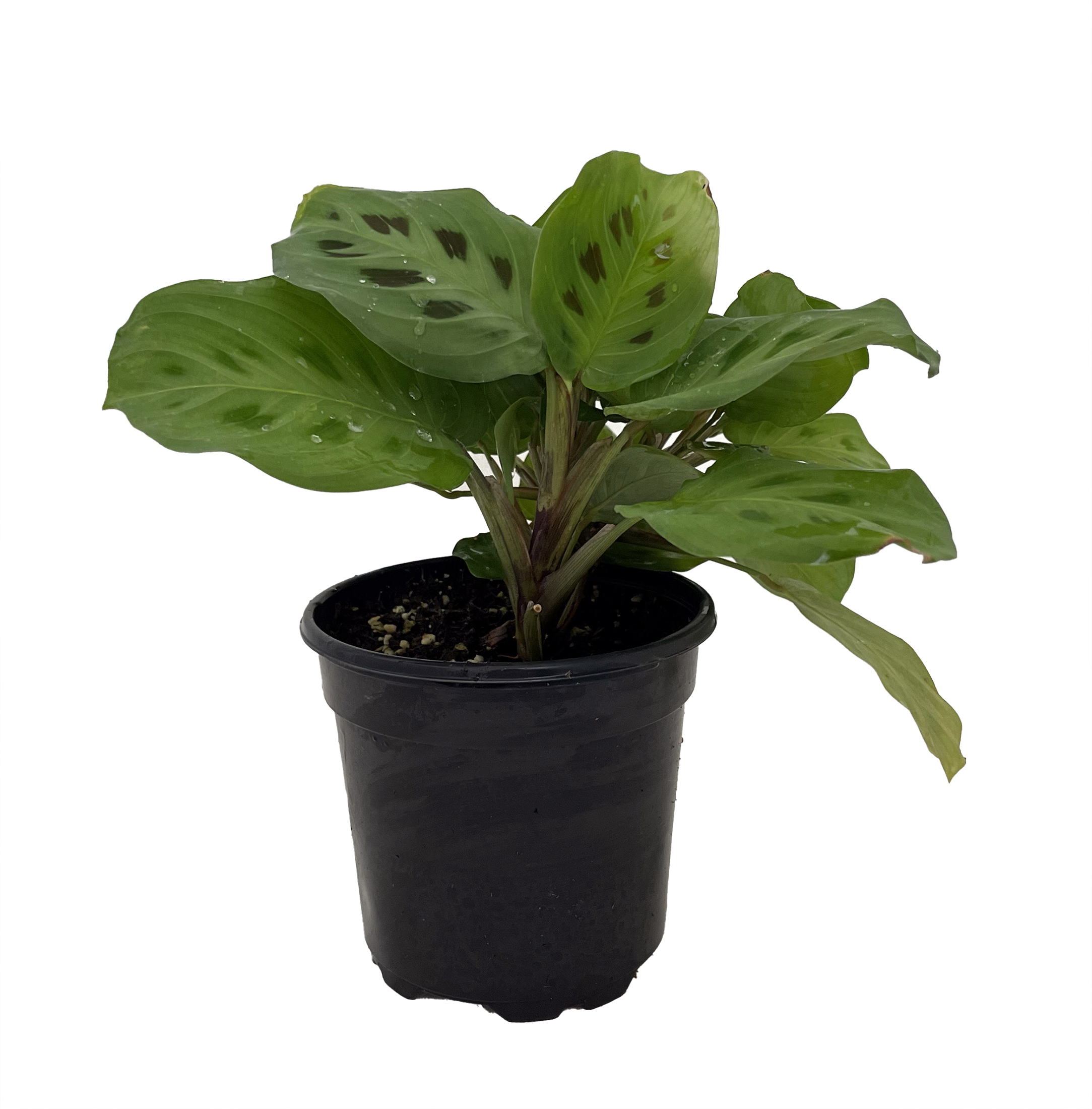 Hirt's Green Prayer Plant - 4" Pot - Maranta