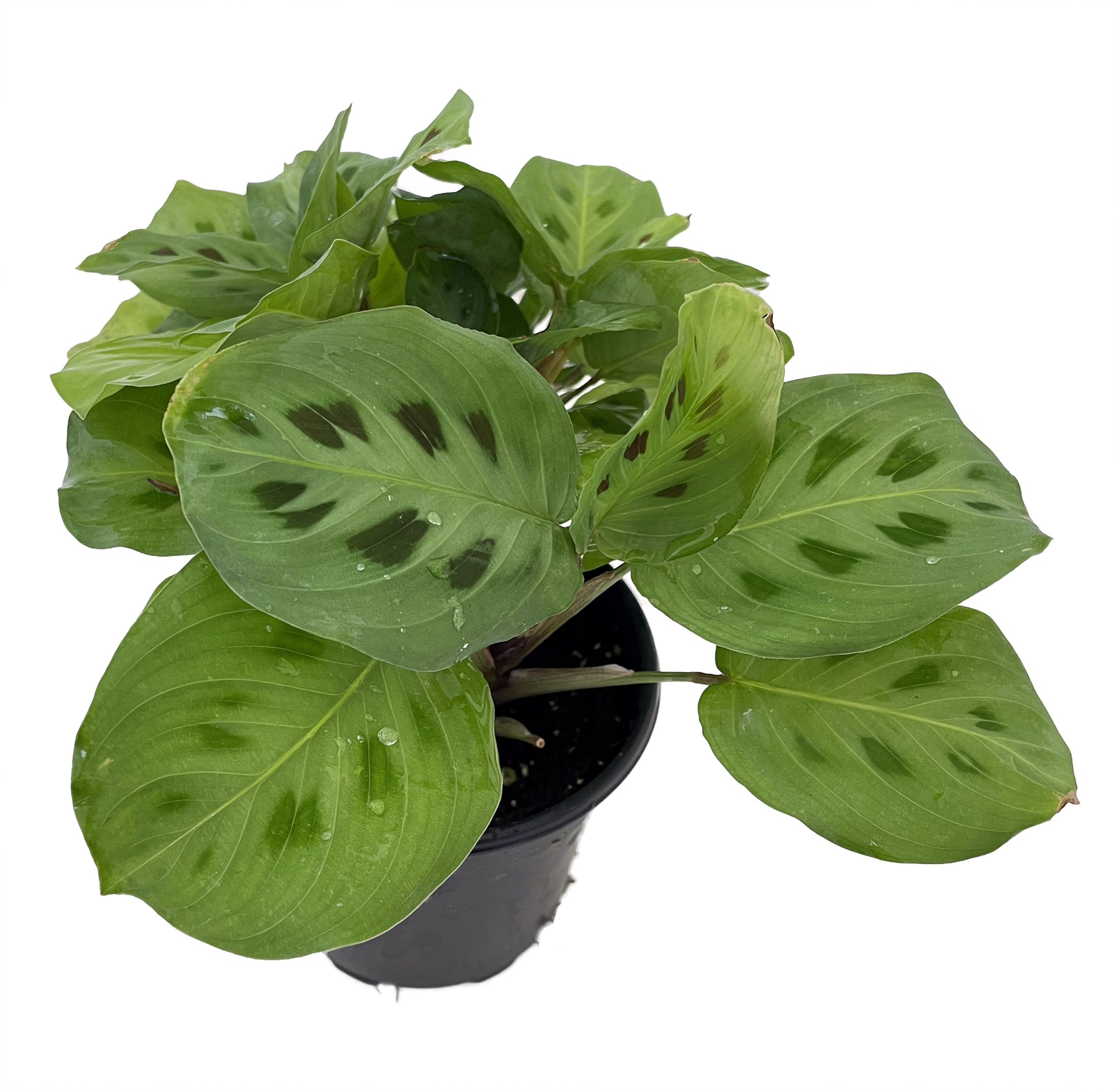 split rock succulent care Royal Flush Succulent - Purple Split Rock for Sale | Succulent Care main image 1