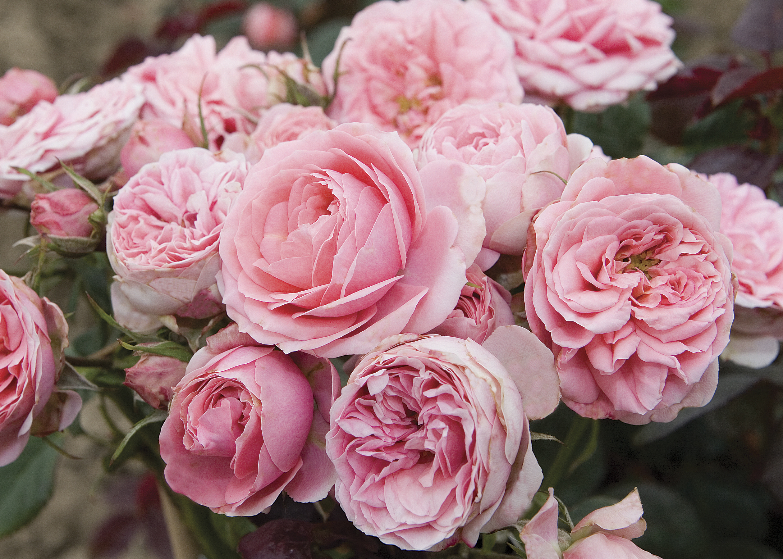 Sweet Sunblaze® Miniature Rose Bush - Hardy - 2.5