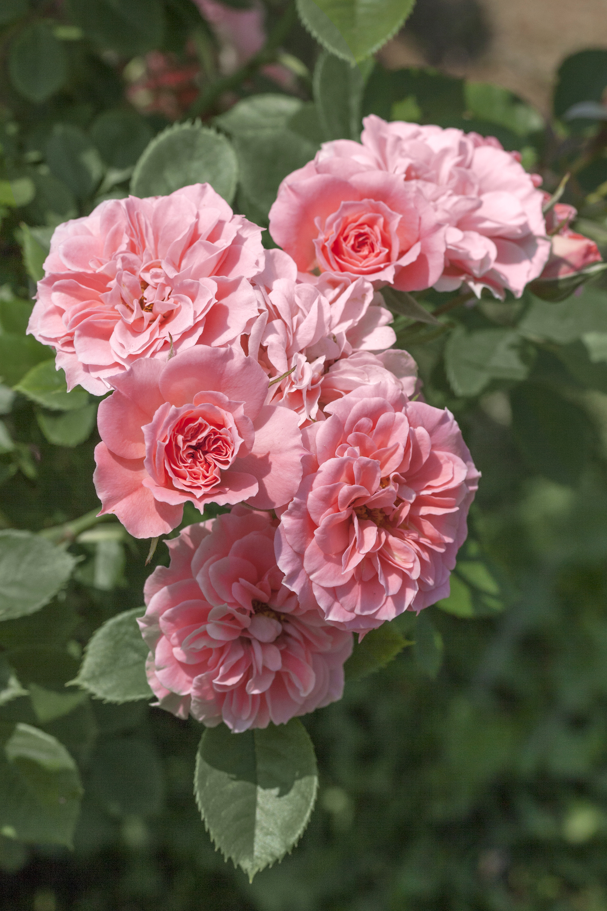 ROSE☆ROSE 1.5 Gal. Rose with Pink Flowers 1004701085 - The Home Depot