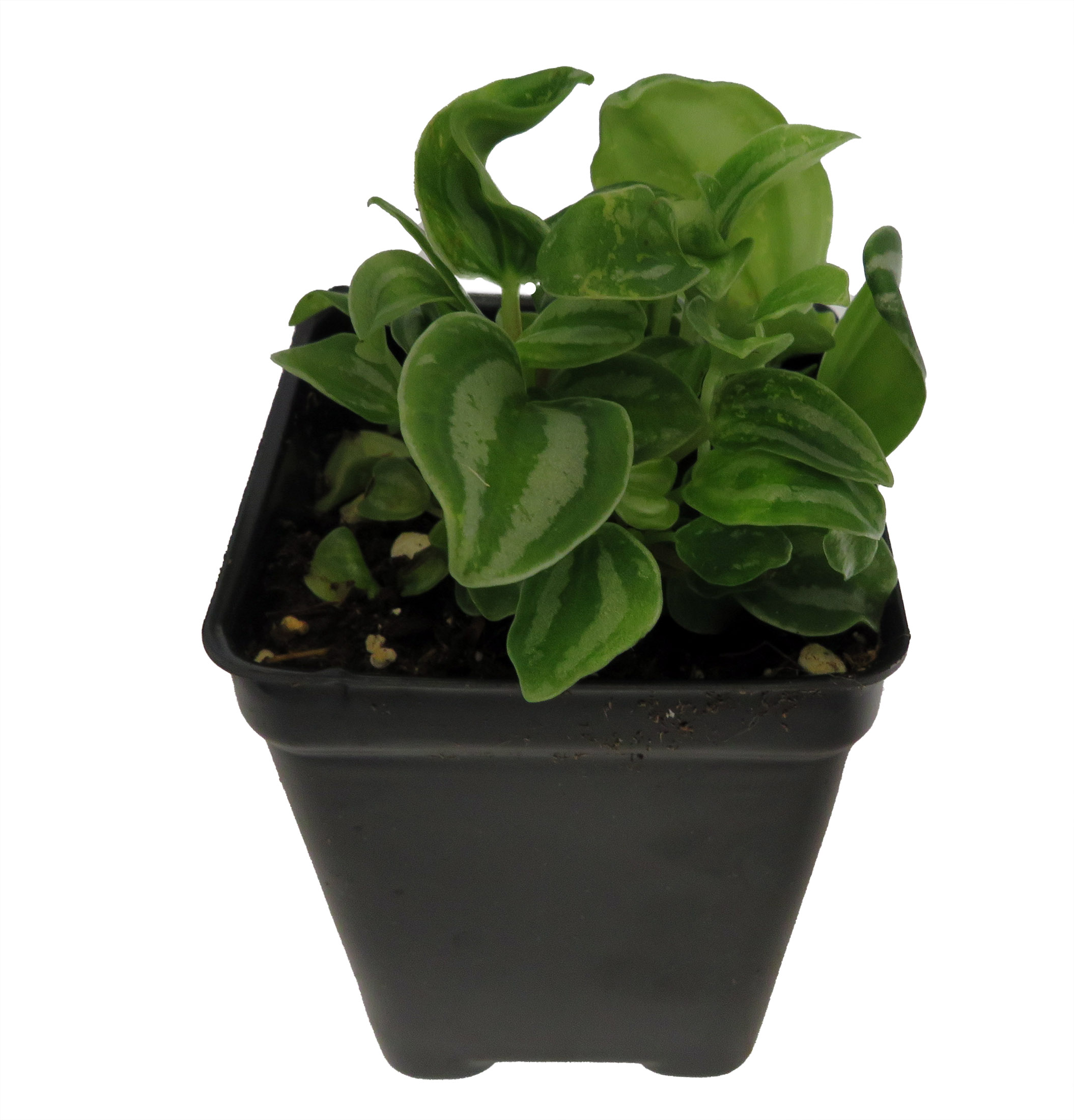decorative pot for indoor plant Boho White Accents Planter