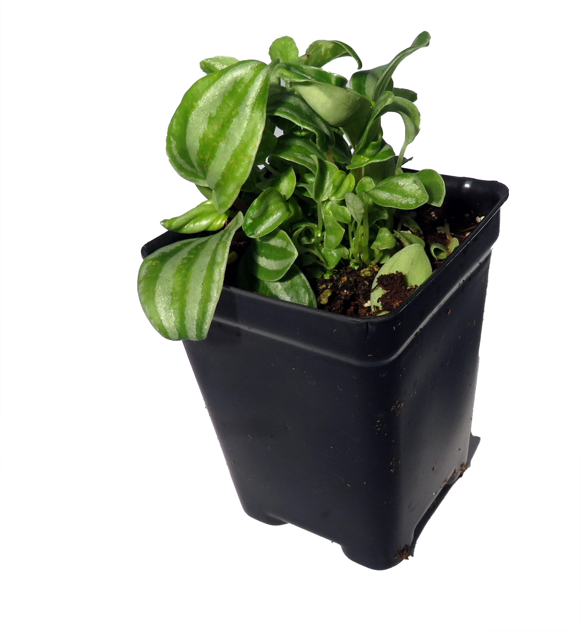 Sandersii Peperomia - 2.5