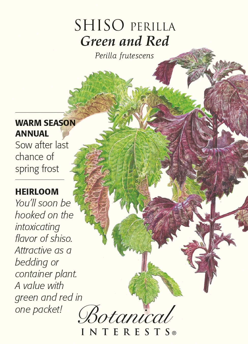 Shiso Perilla Green & Red Seeds - 500 Milligrams - Hirt's Gardens