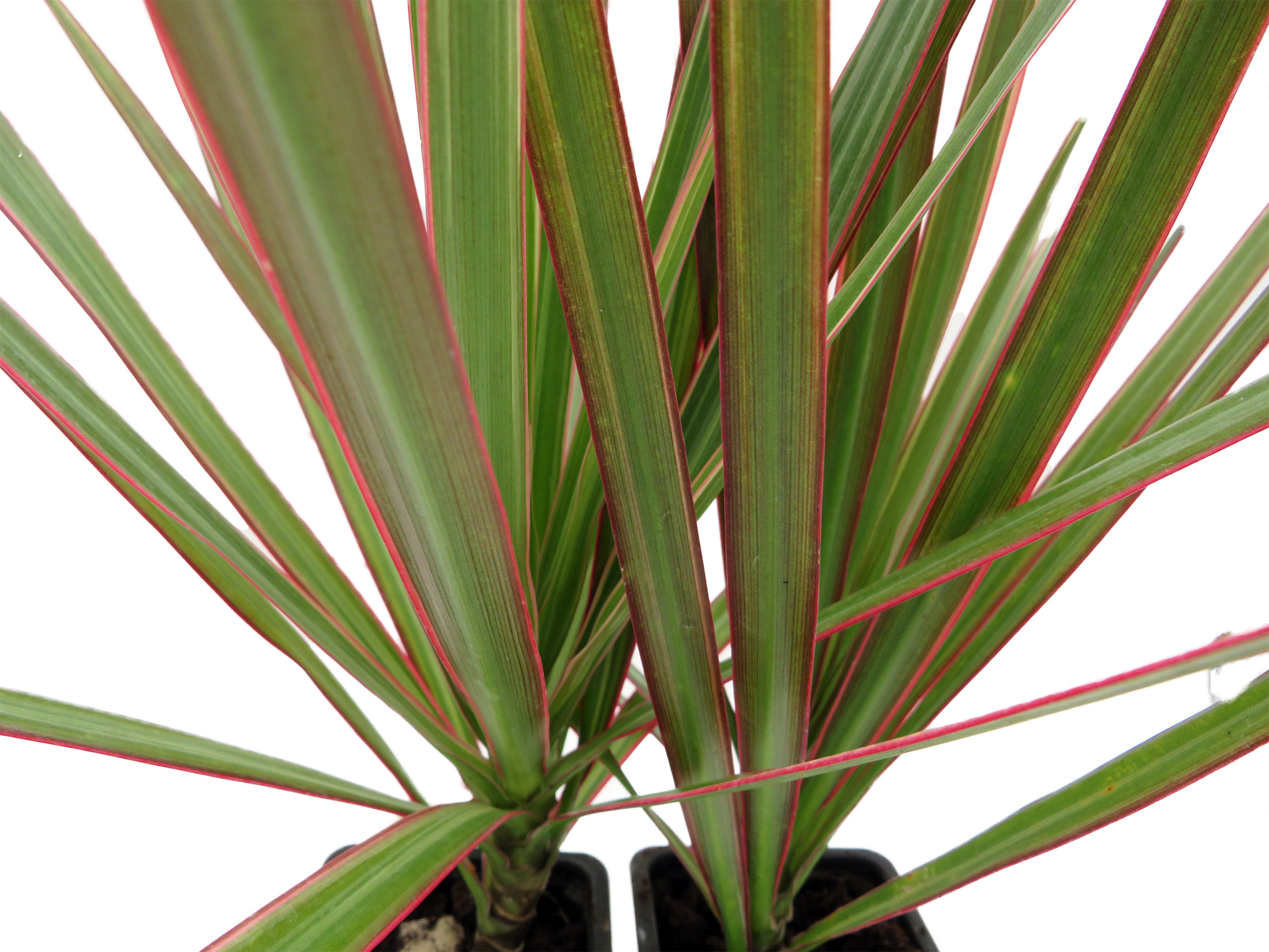 Bicolor Dragon Tree - Dracaena marginata - 2 Plants in 3" Pots - Hirt's  Gardens