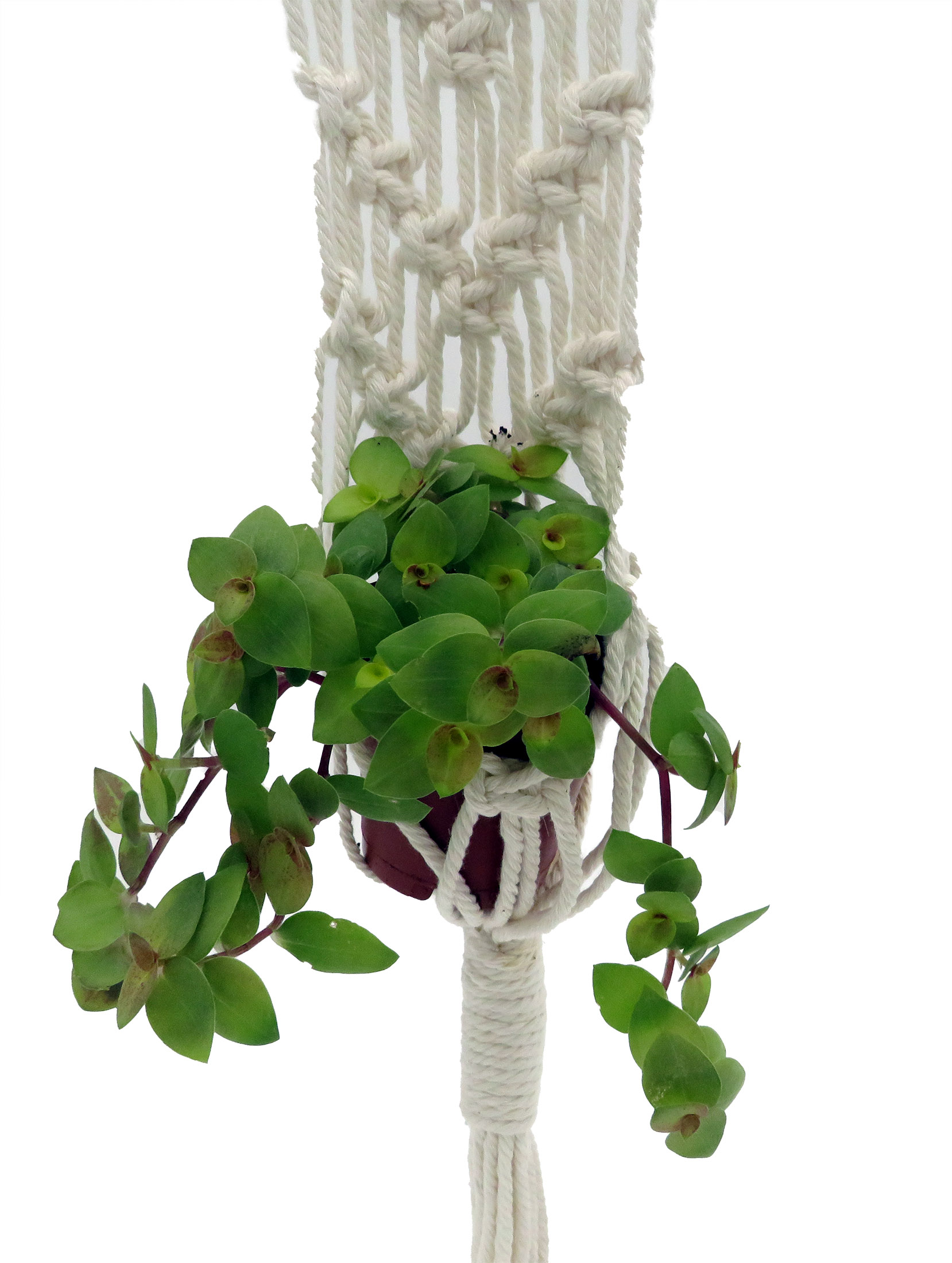White Macrame Plant Hanger with 2" plant- 16-22" Length - Holds 2-3" Pot  Size - Hirt's Gardens