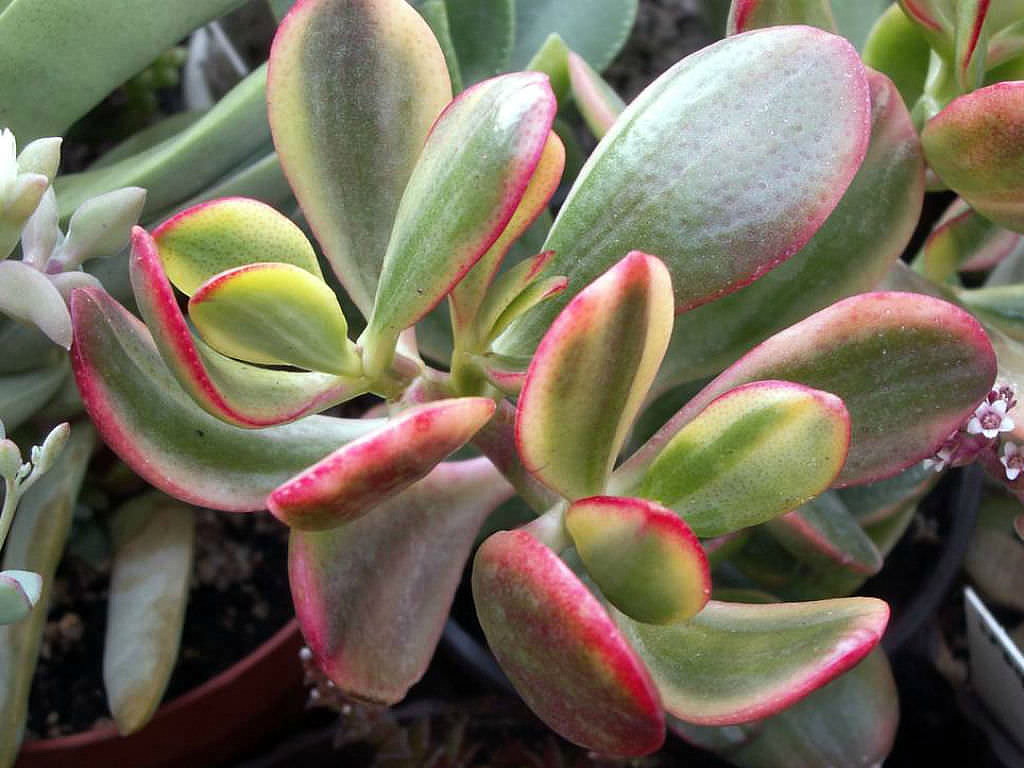 Cream & Green Jade Plant-Crassula ovata variegated - 3.25" Pot - Hirt's  Gardens