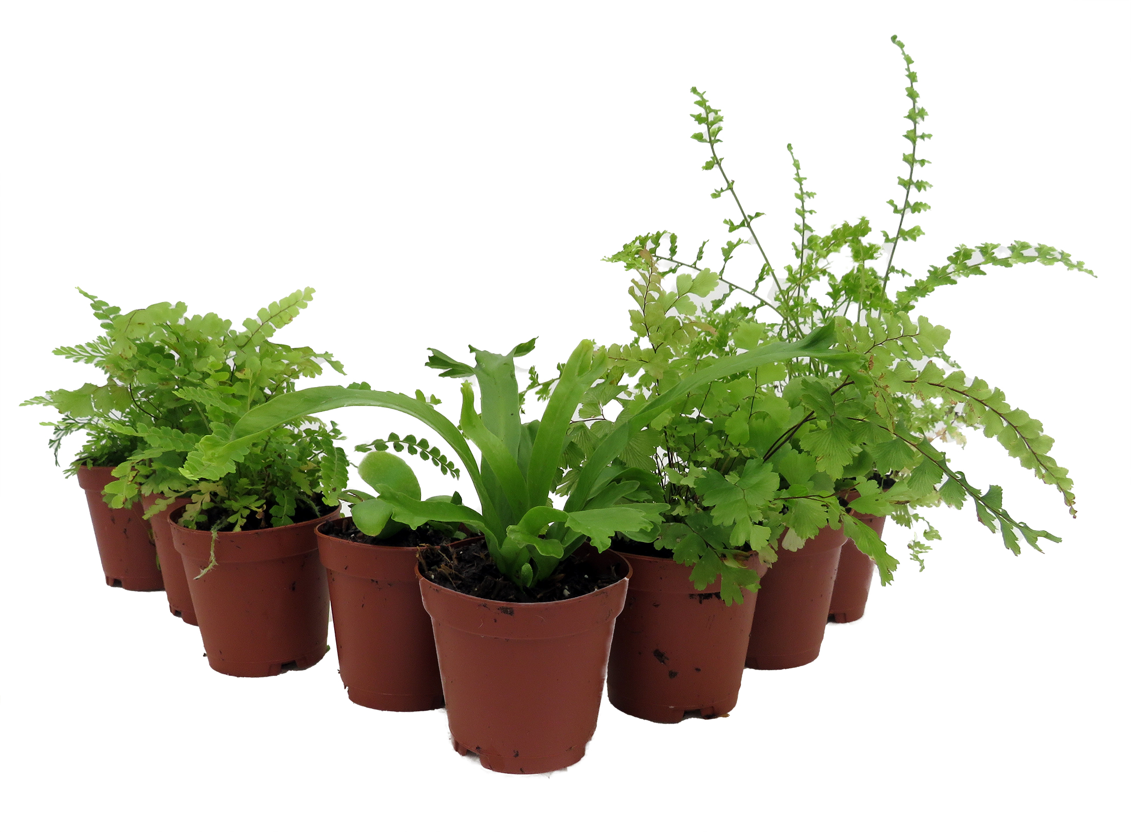 Mini Ferns for Terrariums/Fairy Garden - 8 Different Plants - 2" Pots -  Hirt's Gardens