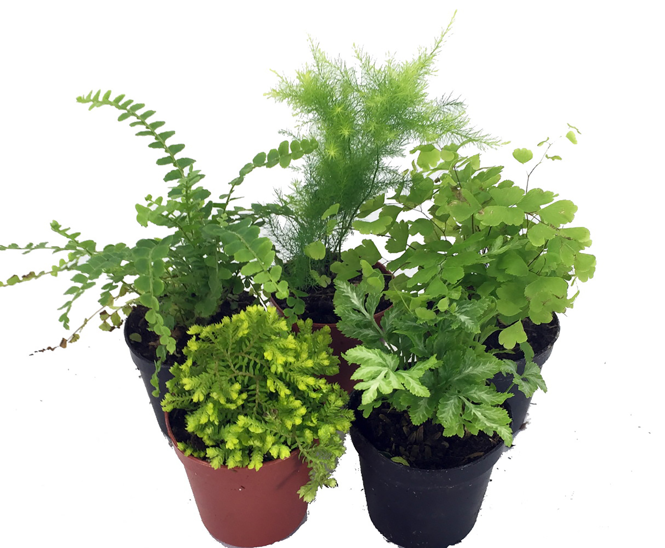 premium potting mix Houseplant and Tropical Classic Potting Mix, Mini Bag