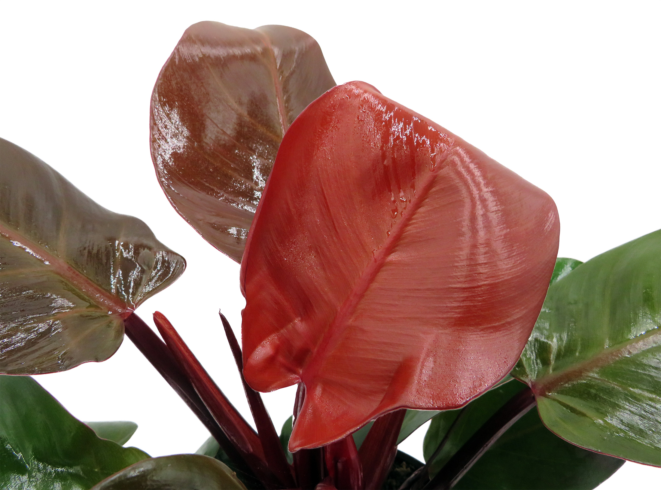 Rare Cherry Red Philodendron - 6" Pot - Collector's Series