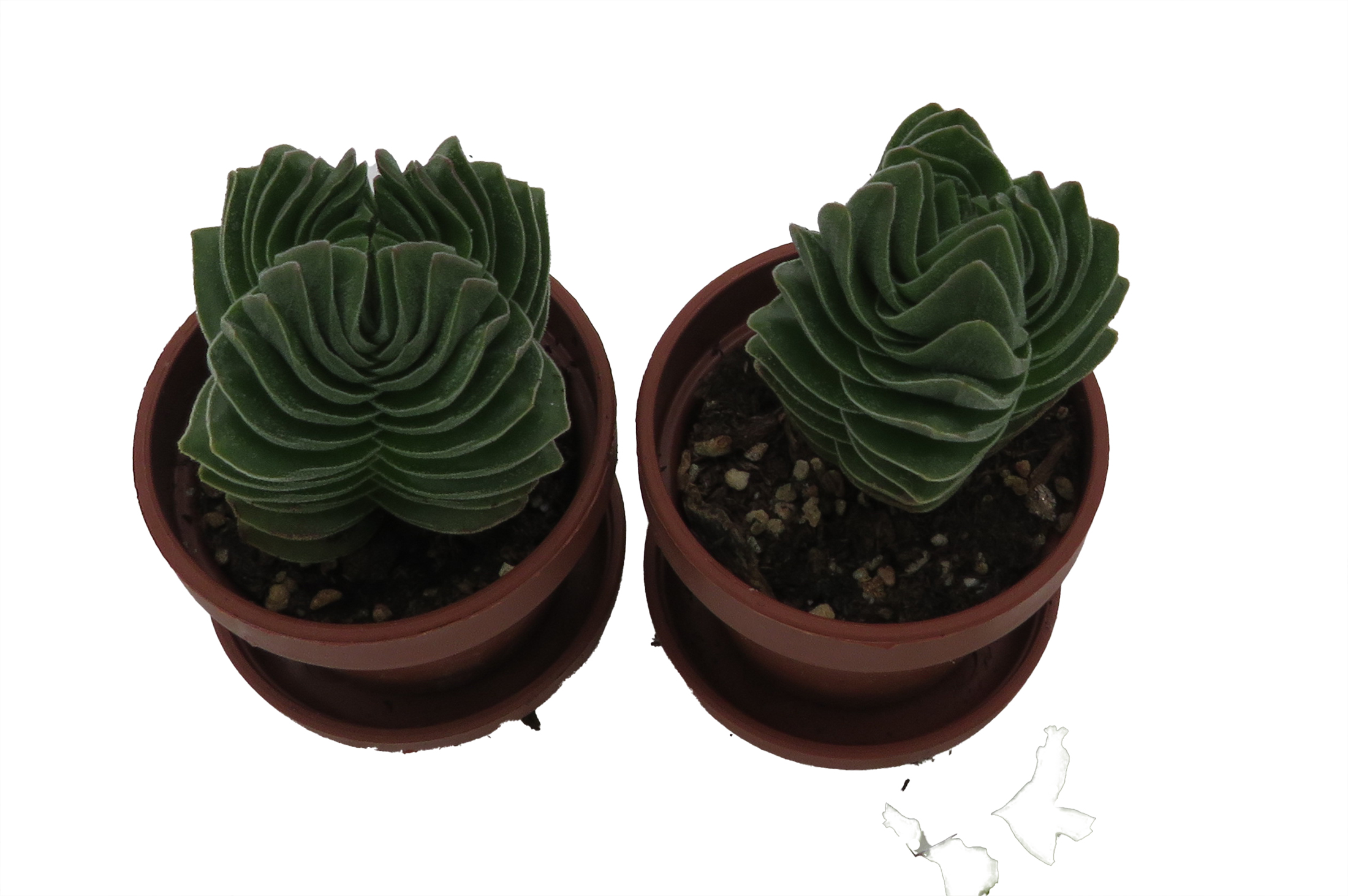 Crassula Buddha's Temple - 1" Pots - 2 Pack - Succulent - Hirt's Gardens