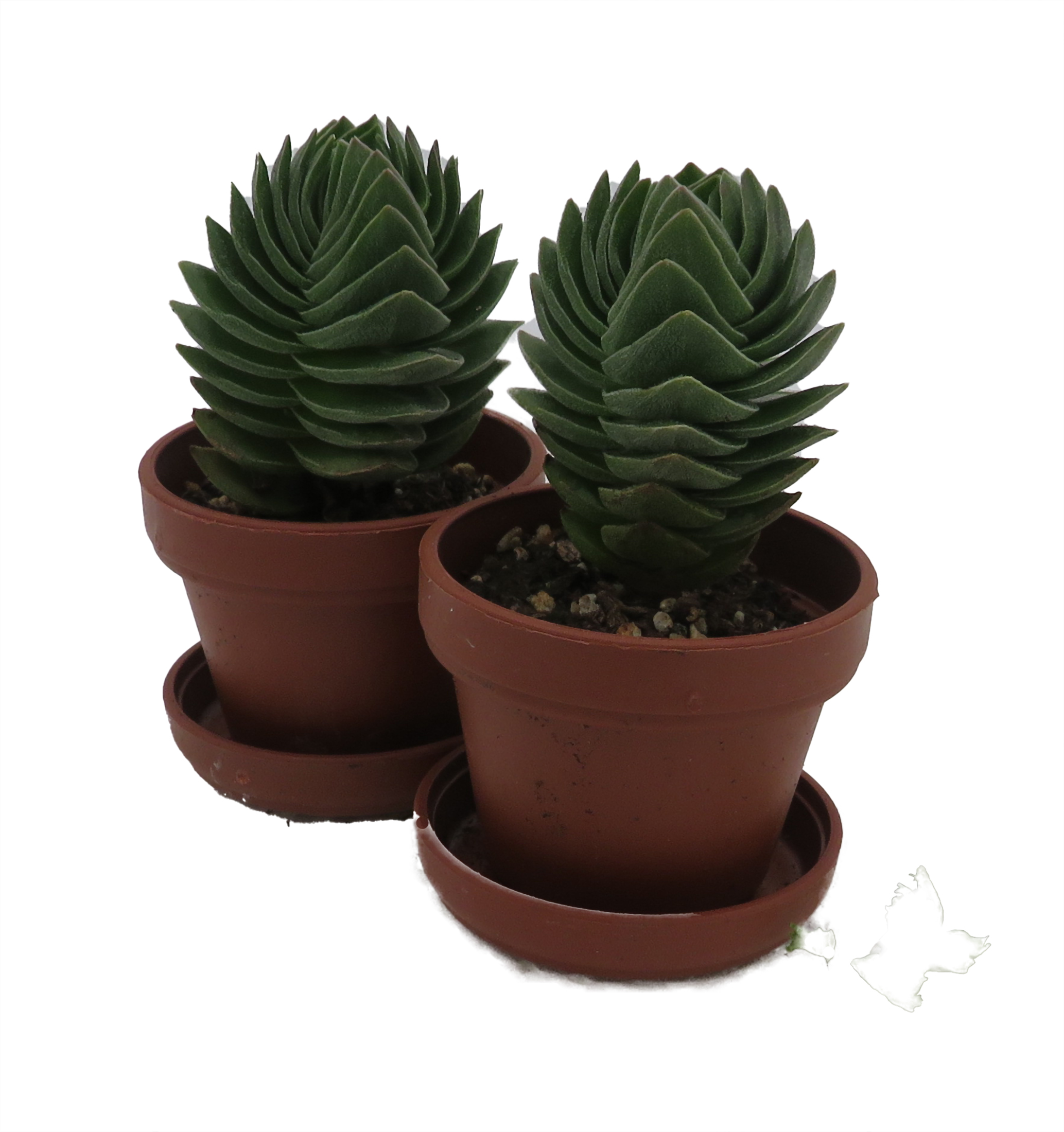 buis plante Green Gem' Boxwood – Jardineries Botanix main image 1
