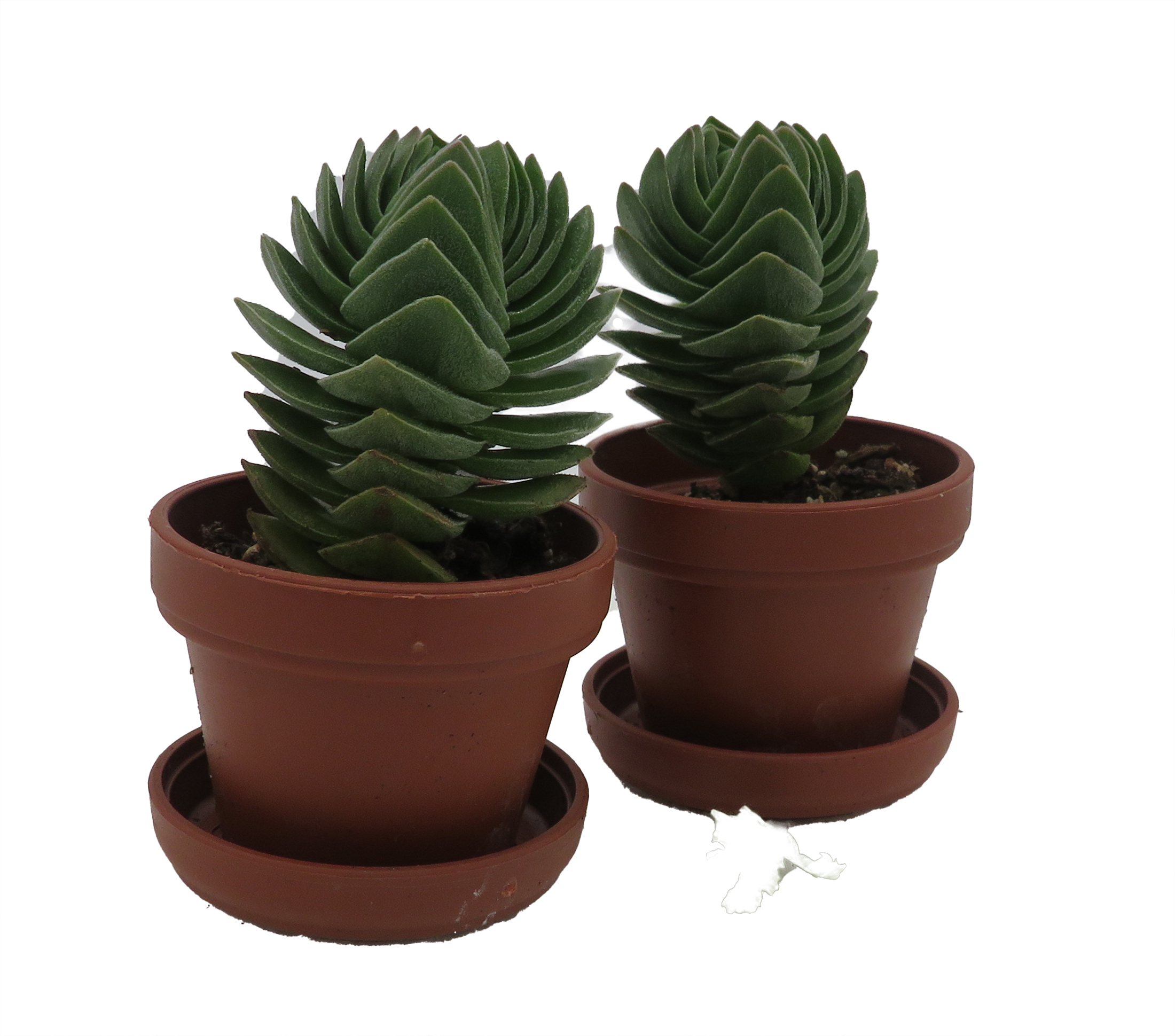 bunny succulent plant 10 Seeds Rare Authentic Monilaria Moniliforme – Micro Landscape Design main image 1