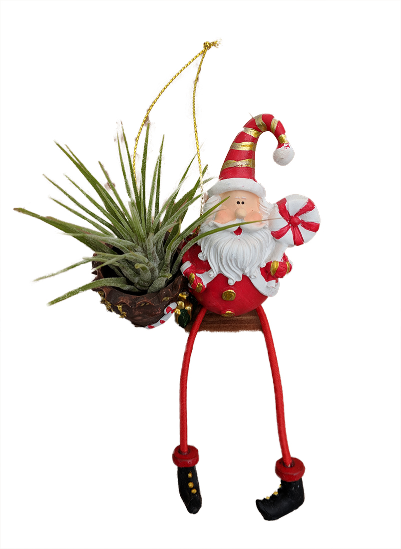 Living Christmas Ornament - Santa Claus - Air Plant - Tillandsia