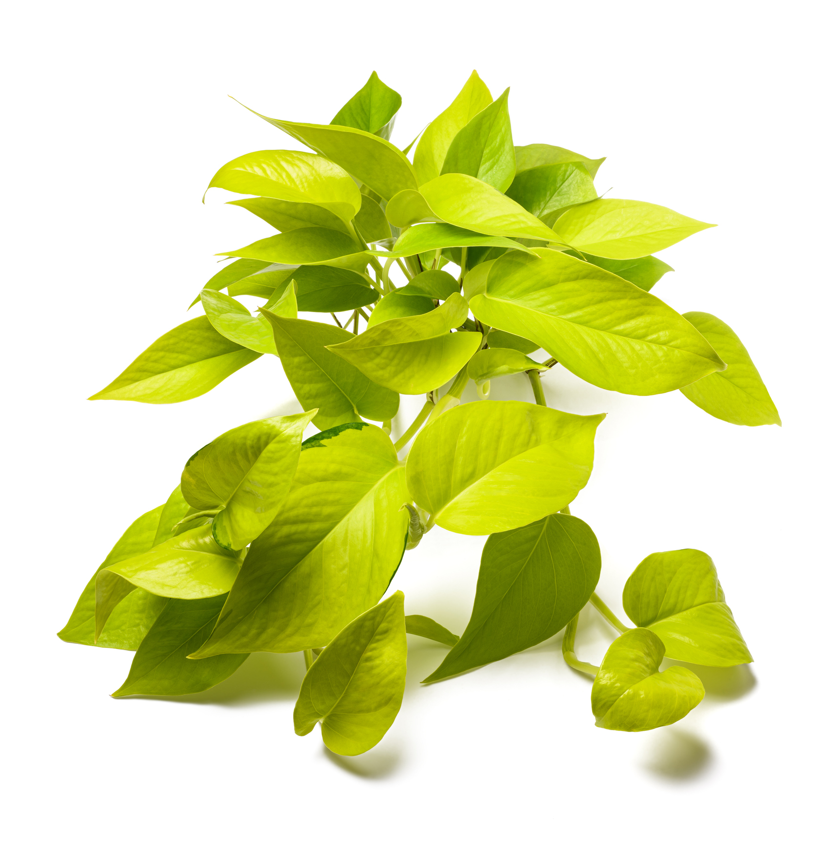 Neon Devil's Ivy - Pothos - 3.5" pot - Epipremnum - Hirt's Gardens