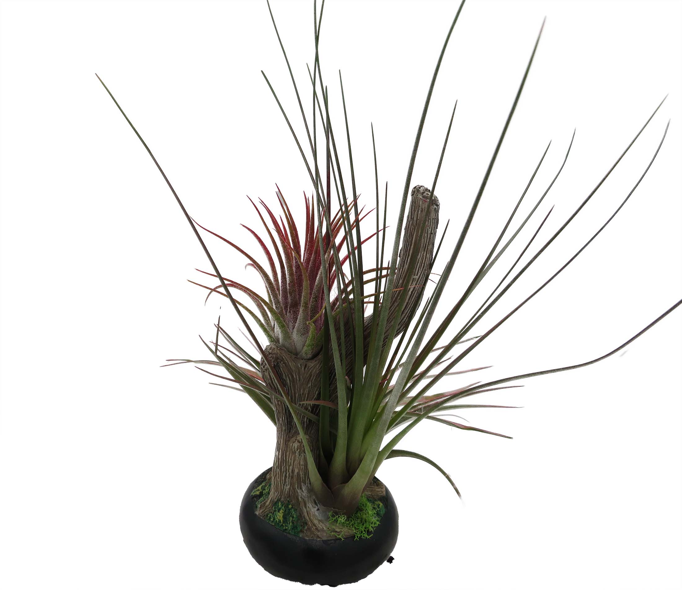 aglaonema anyamanee red Runo Plants | Indoor Plants main image 0