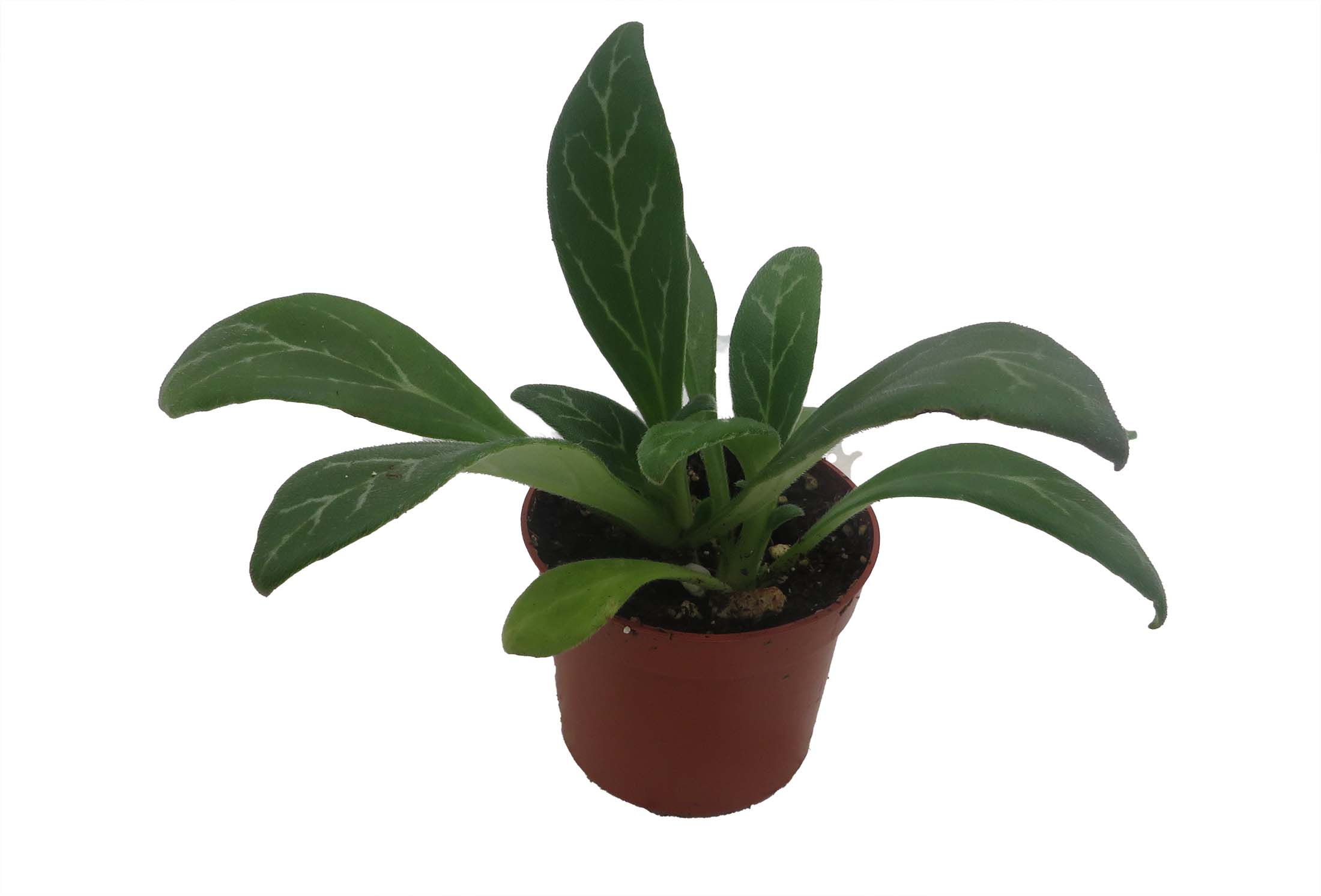 banana plant tree Red Banana Tree - 3 Gallon
