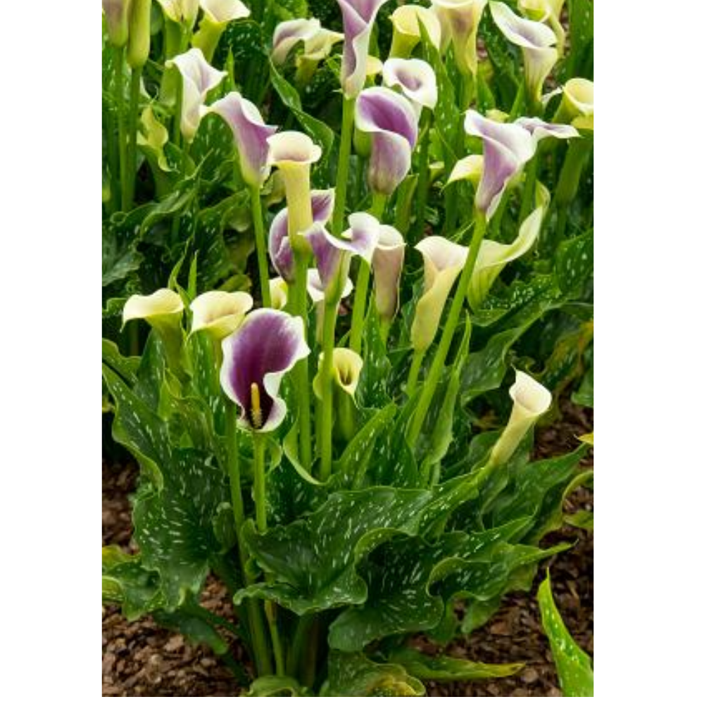 Picasso Calla Lily Bulb - Mint Green and Soft Violet - 14/16 cm Bulb - One  Bulb - Hirt's Gardens