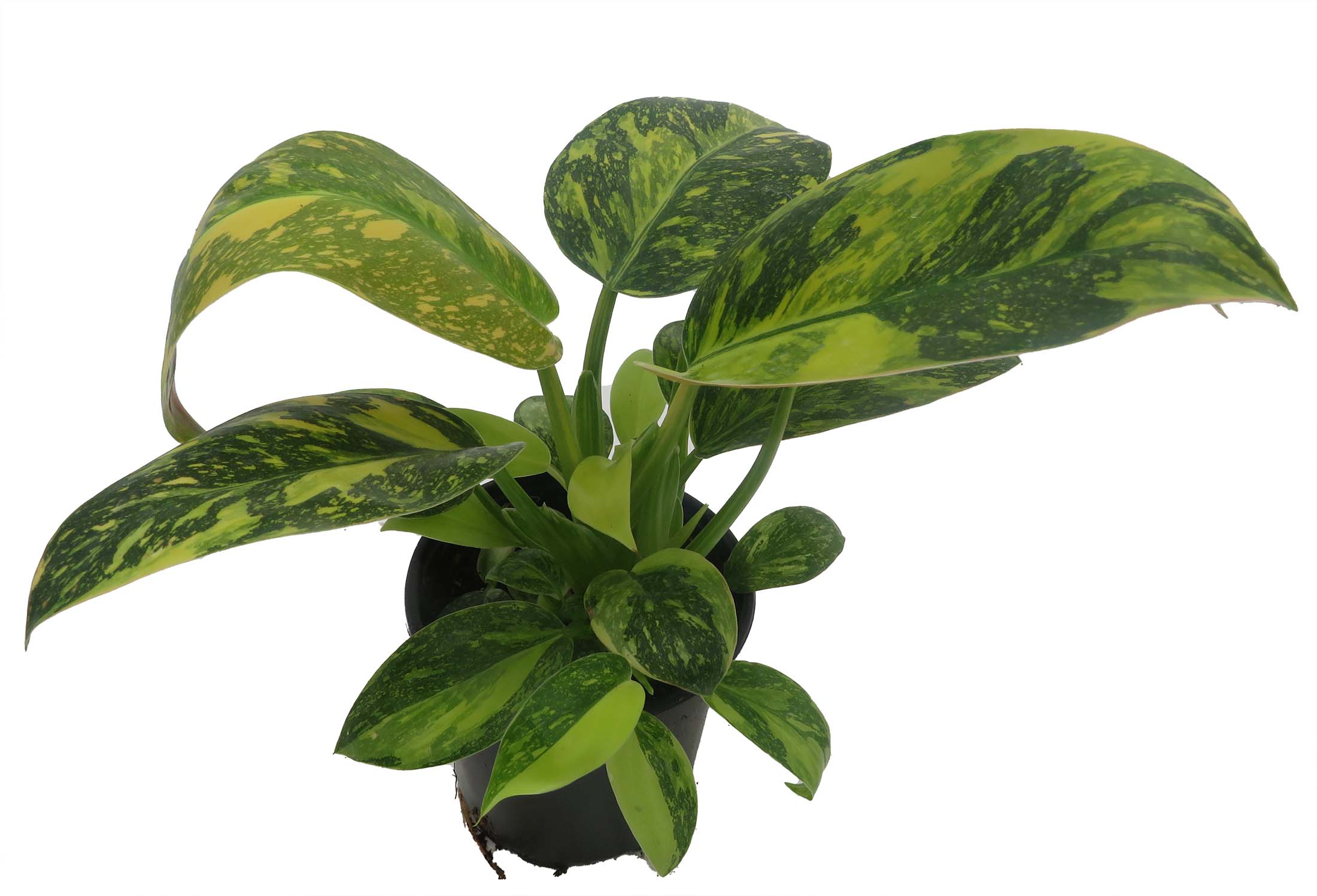 philodendron congo millions Philodendron 'Congo Rojo' 6